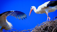 čáp stork-4874009 1280